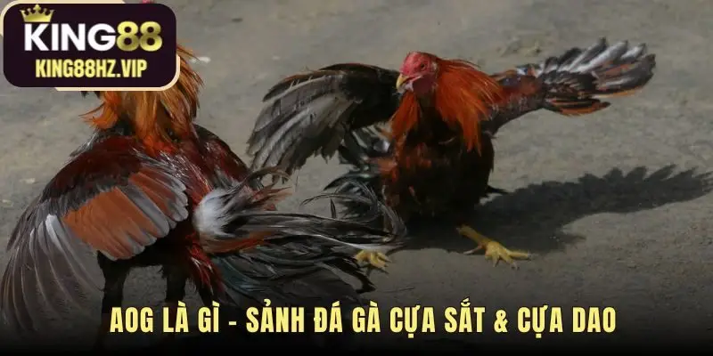 Sảnh AOG cung cấp hai hình thức đá gà cựa sắt và cựa dao