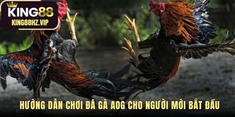 Hướng dẫn tham gia đá gà AOG qua bốn bước đơn giản