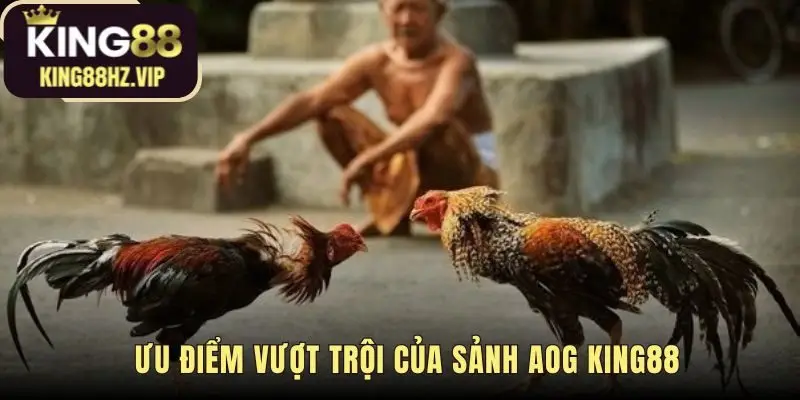Ưu điểm AOG king88 là livestream Full HD từ trường gà uy tín